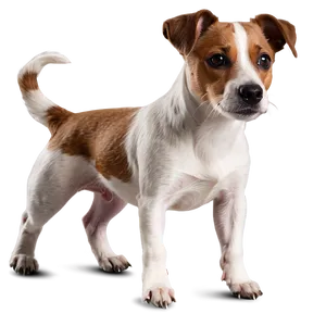 Brown And White Jack Russell PNG 06292024 PNG