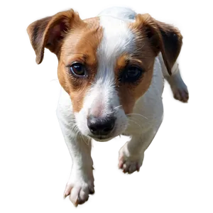 Brown And White Jack Russell PNG Ego PNG