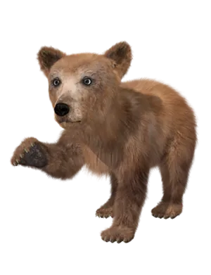 Brown Bear Cub On Black Background