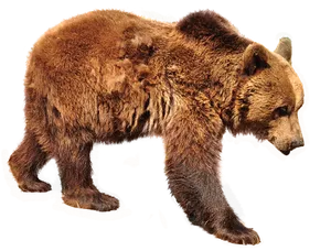 Brown Bear Profile Black Background