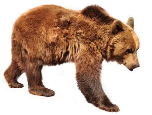 Brown Bear Walking Transparent Background PNG image