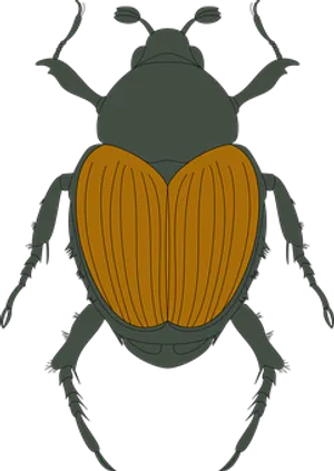 Brown Beetle Illustration PNG image