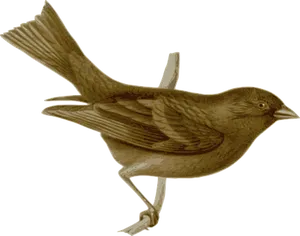 Brown Bird Illustration
