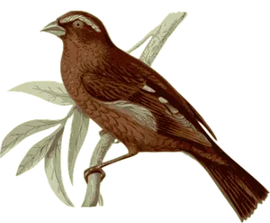 Brown_ Bird_ Illustration