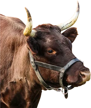Brown Bull Profile Image