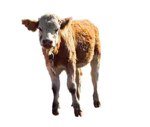 Brown Calf Black Background
