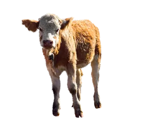 Brown Calf Standing Isolated Background