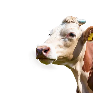 Brown Cow Face PNG 06212024 PNG