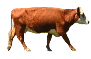 Brown Cow Isolatedon Black Background