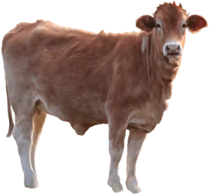 Brown Cow Isolatedon Black Background PNG image