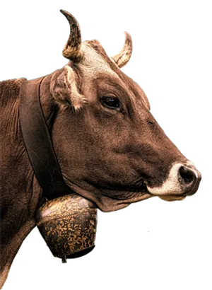 Brown Cow Portrait Black Background PNG image