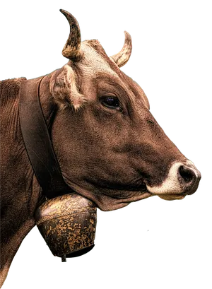 Brown Cow Portraitwith Bell PNG image