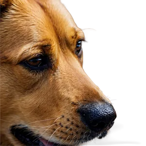 Brown Dog Sniffing Nose Png 06272024 PNG image