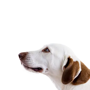 Brown Dog Sniffing Nose Png 3 PNG image