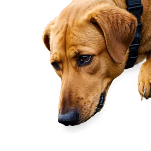 Brown Dog Sniffing Nose Png 39 PNG image