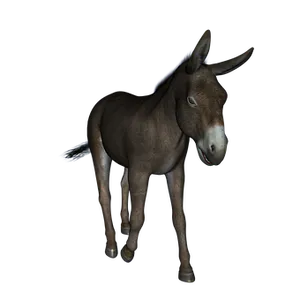 Brown Donkey Black Background