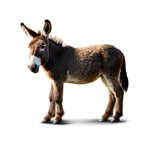 Brown Donkey PNG 05232024