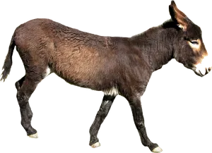 Brown Donkey Profile Transparent Background