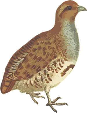 Brown Feathered Quail Illustration