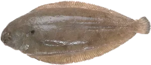 Brown Flounder Fish Isolated PNG image