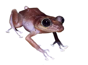 Brown Frog Black Background PNG image