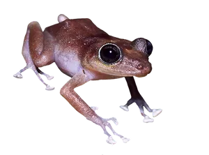 Brown Frog Close Up