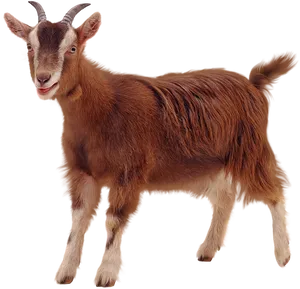 Brown Goat Portrait Isolated PNG image