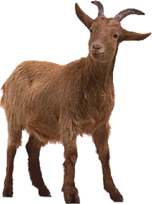 Brown Goat Standing Transparent Background PNG image