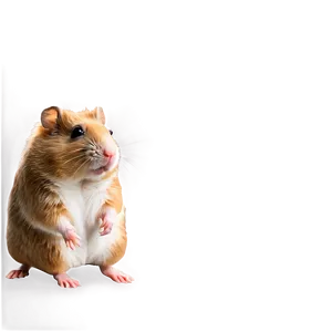 Brown Hamster Png Clh PNG image