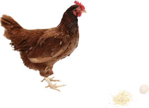 Brown Hen Laying Egg PNG image