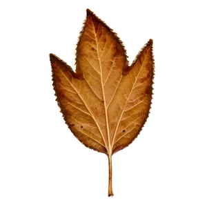 Brown Leaf PNG 8 PNG