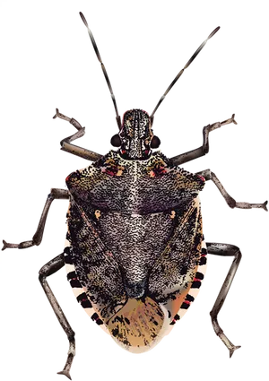 Brown Marmorated Stink Bug PNG image