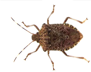 Brown Marmorated Stink Bug PNG image