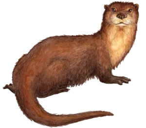 Brown Otter Illustration.png PNG image