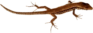 Brown Patterned Lizard Isolated PNG image