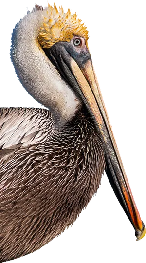 Brown Pelican Portrait.png PNG image