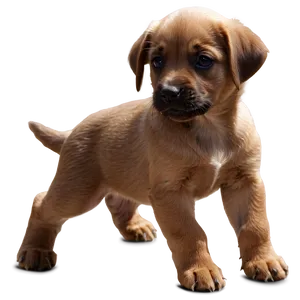 Brown Puppy PNG Bpy78