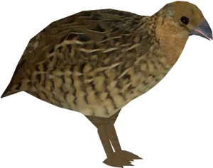 Brown Quail Isolated PNG image