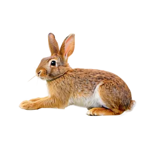 Brown Rabbit PNG Uuy