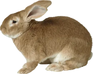 Brown Rabbit Profile PNG image