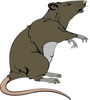 Brown Rat Illustration PNG image