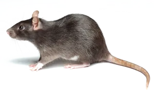 Brown Rat Profileon Black Background PNG image