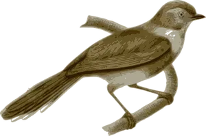 Brown Sparrow Illustration