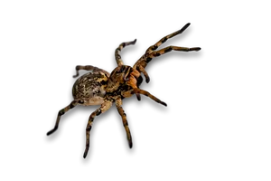 Brown Spider Isolated Background PNG image