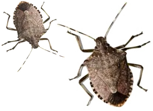 Brown Stink Bugs Isolated PNG image