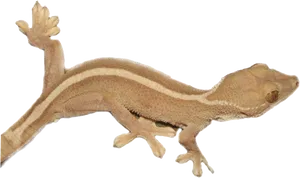 Brown Striped Gecko Isolated PNG image