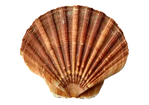 Brown Striped Scallop Shell
