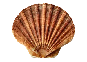 Brown Striped Scallop Shell PNG image