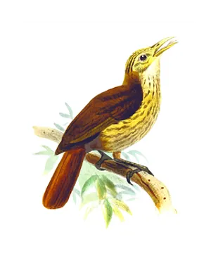 Brown Throated Wren Illustration PNG