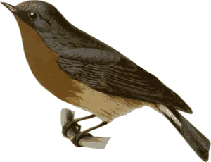 Brown Thrush Illustration